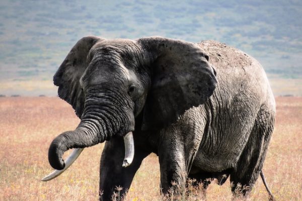 Amboseli-3