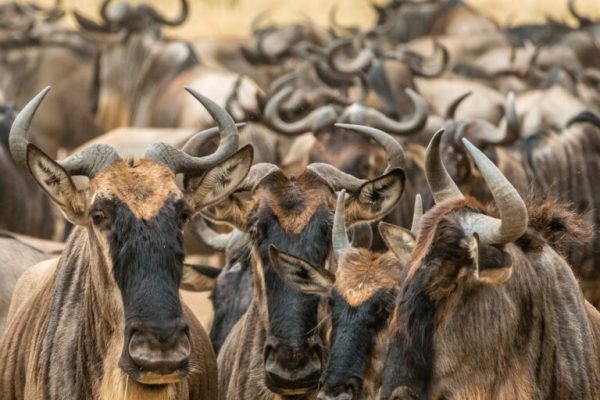 Maasai-Mara-28-768x768