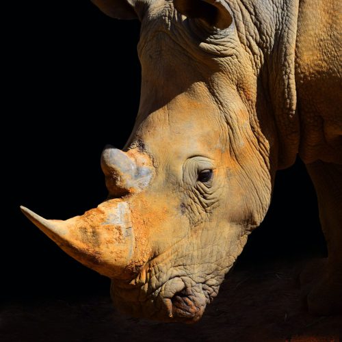 michael-jerrard-Z3THoUgooDs-unsplash-1-scaled